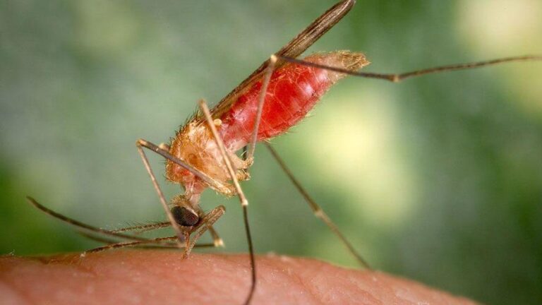 La pérdida de biodiversidad vuelve a los mosquitos más dependientes de la sangre humana