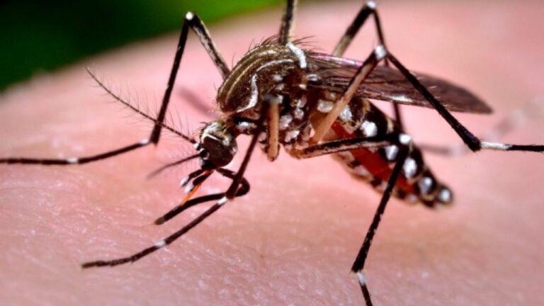 Córdoba confirmó los primeros casos de dengue y chikungunya del año