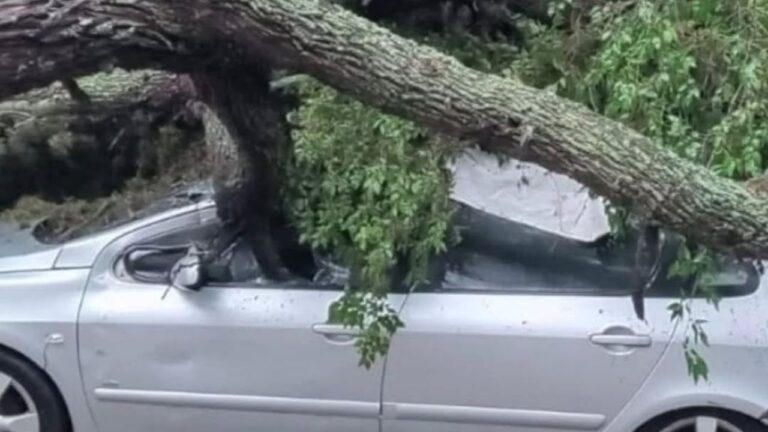 Un algarrobo cayó sobre un auto y atrapó a un turista en Nono