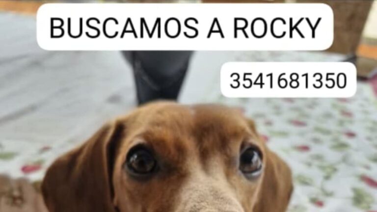 Carlos Paz: Denuncian que les robaron el perro y lo buscan desesperadamente