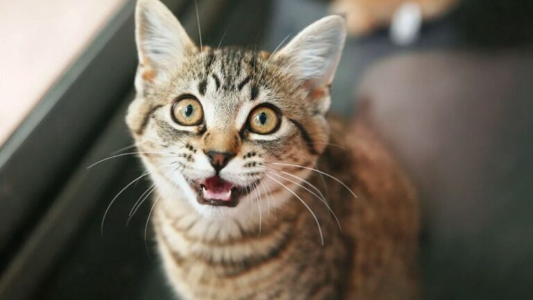 Descubriendo a los gatos: no son tan independientes como se creía