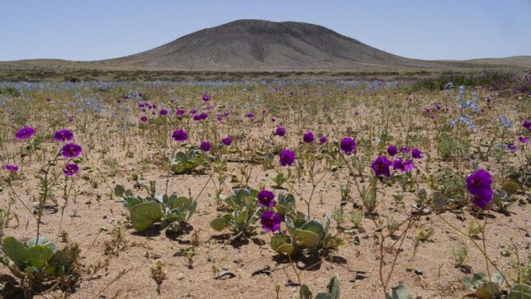 Las plantas madre ‘informan’ a sus semillas de las condiciones climáticas que hallarán tras germinar