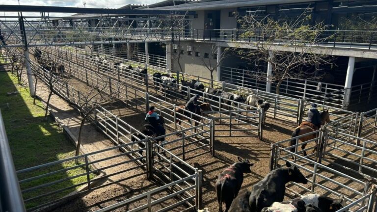 Vacunos: cierre de semana positivo en el Mercado Agroganadero de Cañuelas