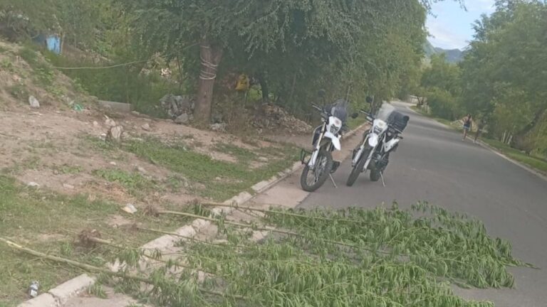 Hallaron nueve plantas de marihuana en un terreno de La Calera