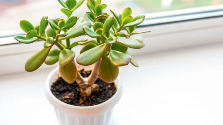 Plantas que atraen el dinero y el amor al hogar