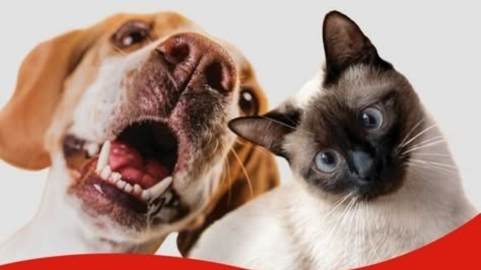Vacunación antirrábica gratuita para mascotas en Bialet Massé