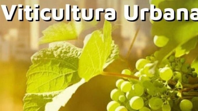 Viñedo urbano en la sede de la Universidad Libre del Ambiente en Córdoba