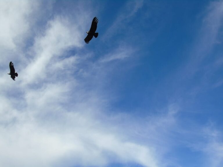 Dos cóndores andinos hembras volando en el Parque Nacional Quebrada del Condorito, Córdoba