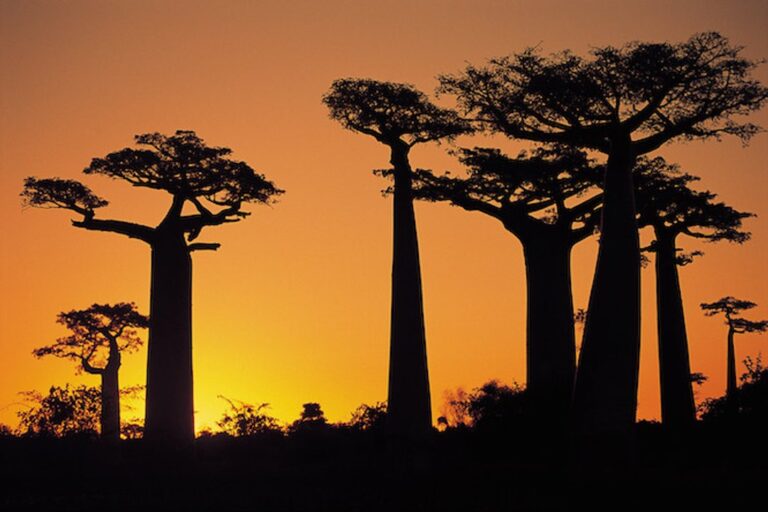 Paisaje de Madagascar con baobabs al atardecer