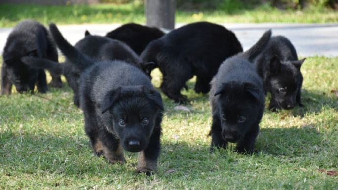 Cachorros de ovejero alemán de la división K-9 de la FPA en Córdoba
