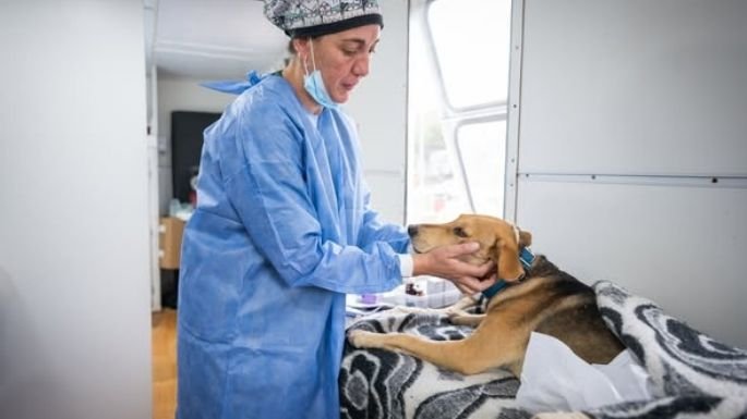 Perro y gato callejeros en la ciudad de Córdoba