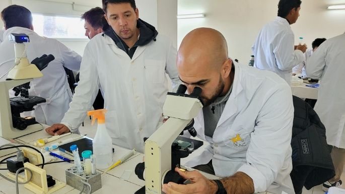 Embriones bovinos producidos en laboratorio para exportación