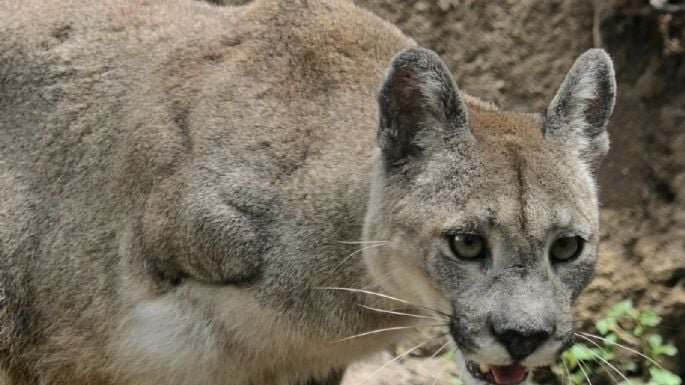 Unelen, la puma que hizo historia en la Justicia argentina