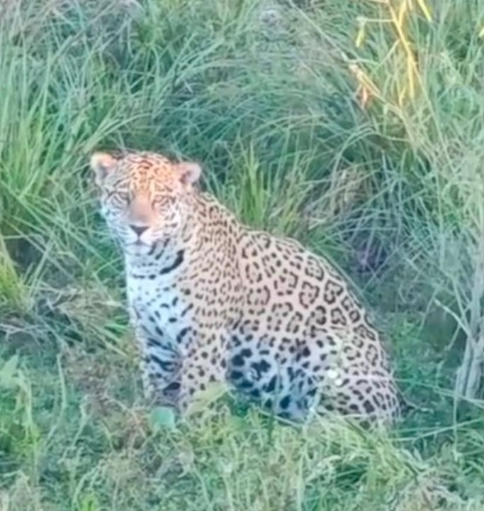 Yaguareté Ombú a orillas de la laguna Iberá en Colonia Carlos Pellegrini