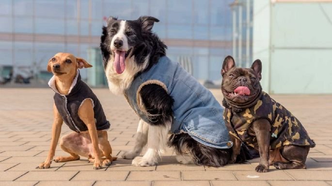 Taller de moda y diseño para mascotas en Valle Hermoso