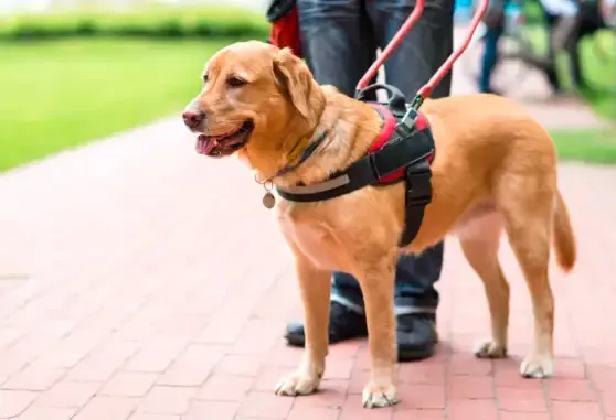 Perro guía junto a una persona con discapacidad visual