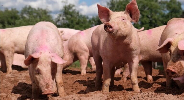 Imagen ilustrativa de chacinados de cerdo