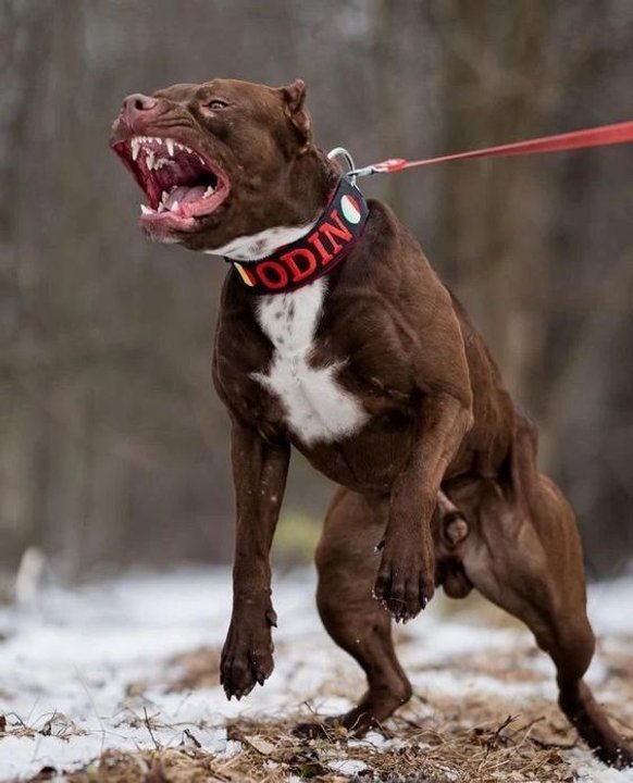Imagen ilustrativa de un perro pitbull en un entorno urbano