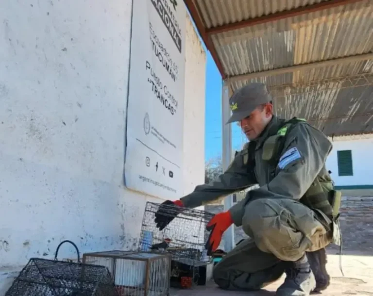 Aves silvestres rescatadas en Tucumán