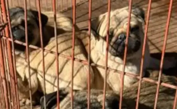 Perros rescatados de criaderos clandestinos en Córdoba