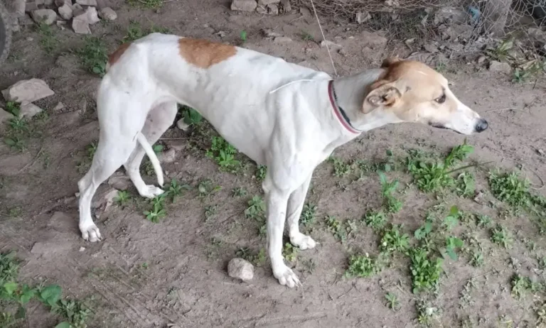 Perro de raza galgo en una vivienda