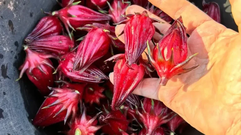 Cálices rojos de rosella (Hibiscus sabdariffa) en una planta