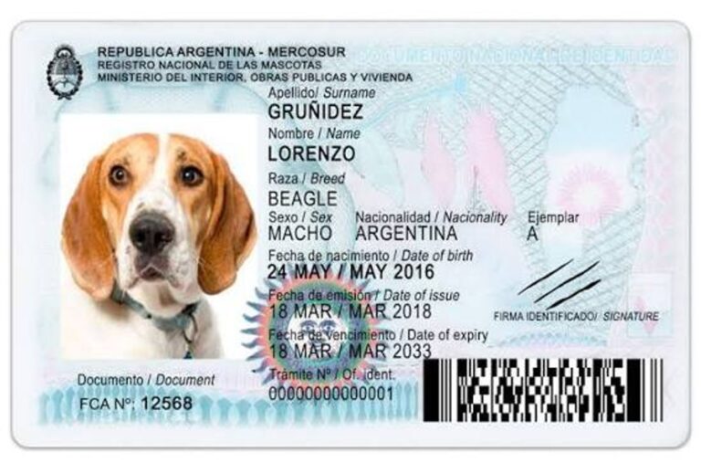 Perro y gato con DNI municipal en Villa María